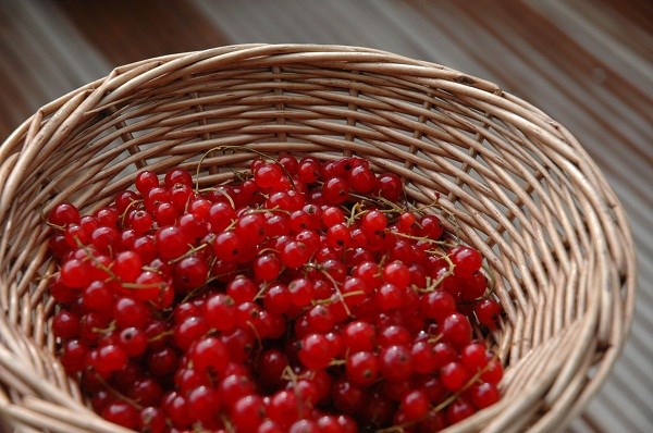 Trồng[-]Ribes[-]rubrum[-](nho[-]đỏ)[-]trị[-]rối[-]loạn[-]tiền[-]mãn[-]kinh